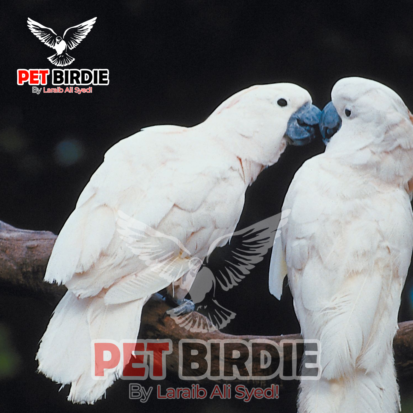 Umbrella Cockatoo