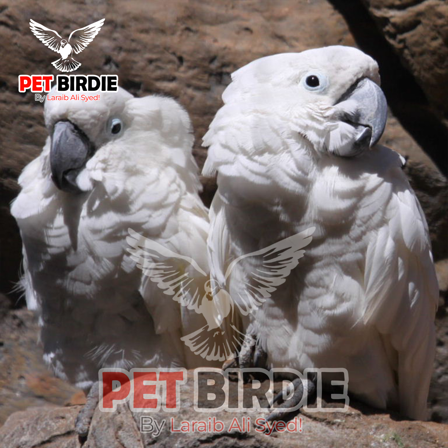 Umbrella Cockatoo