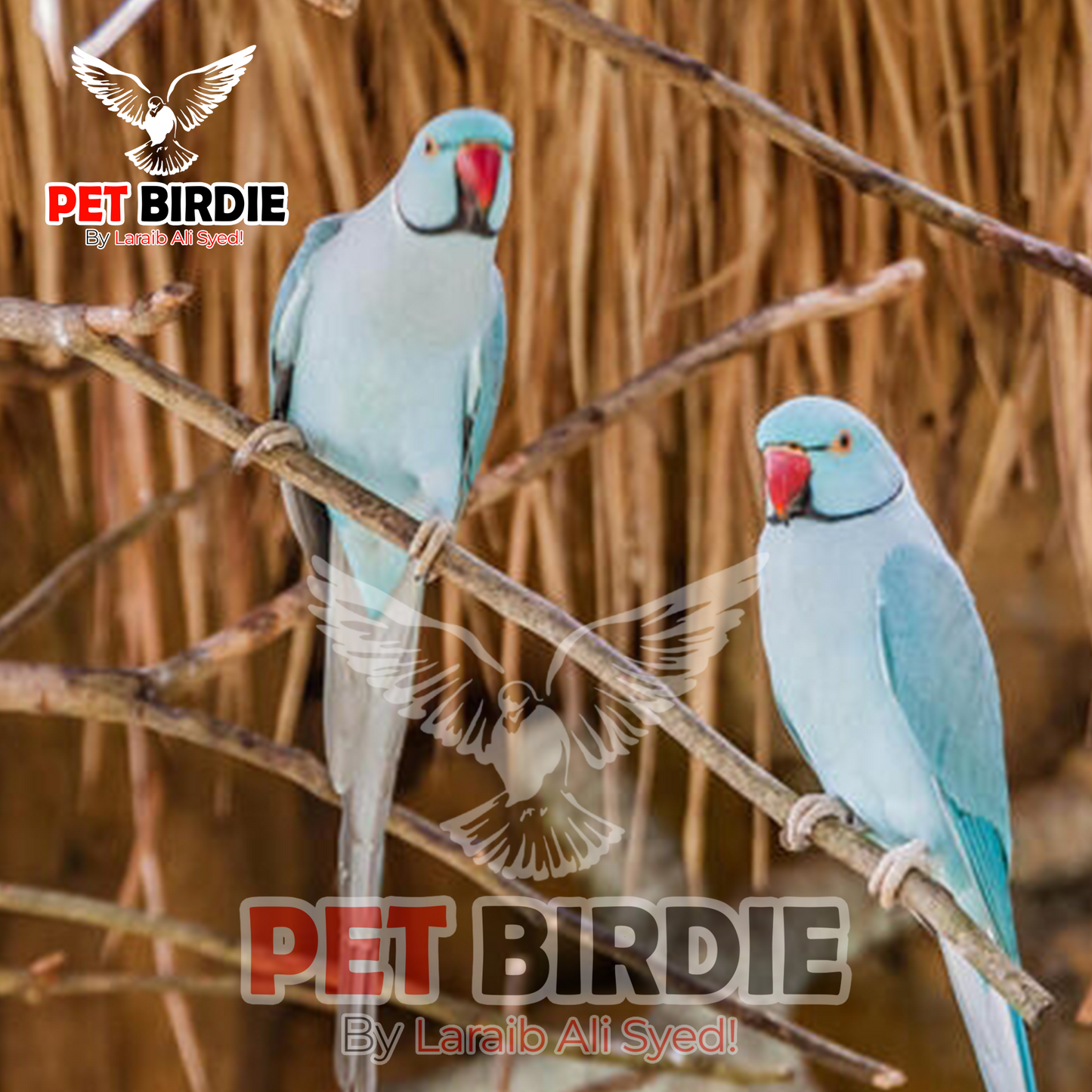 Blue Ring Neck