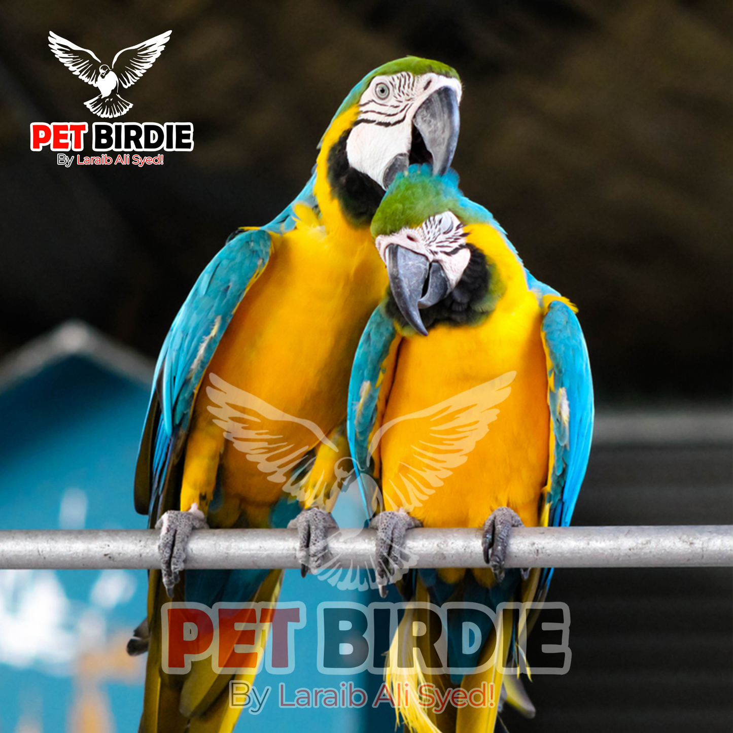 Blue & Gold Macaw