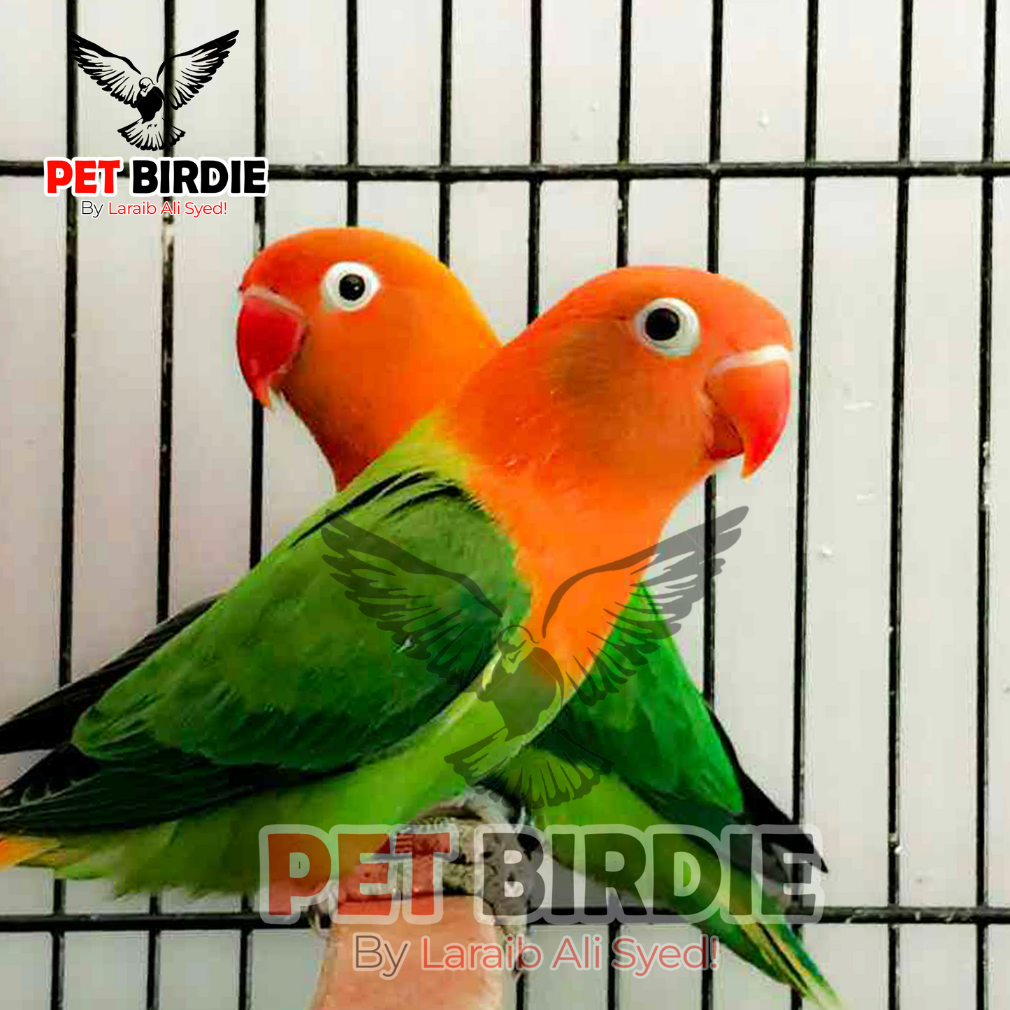 Green Opline Love Bird