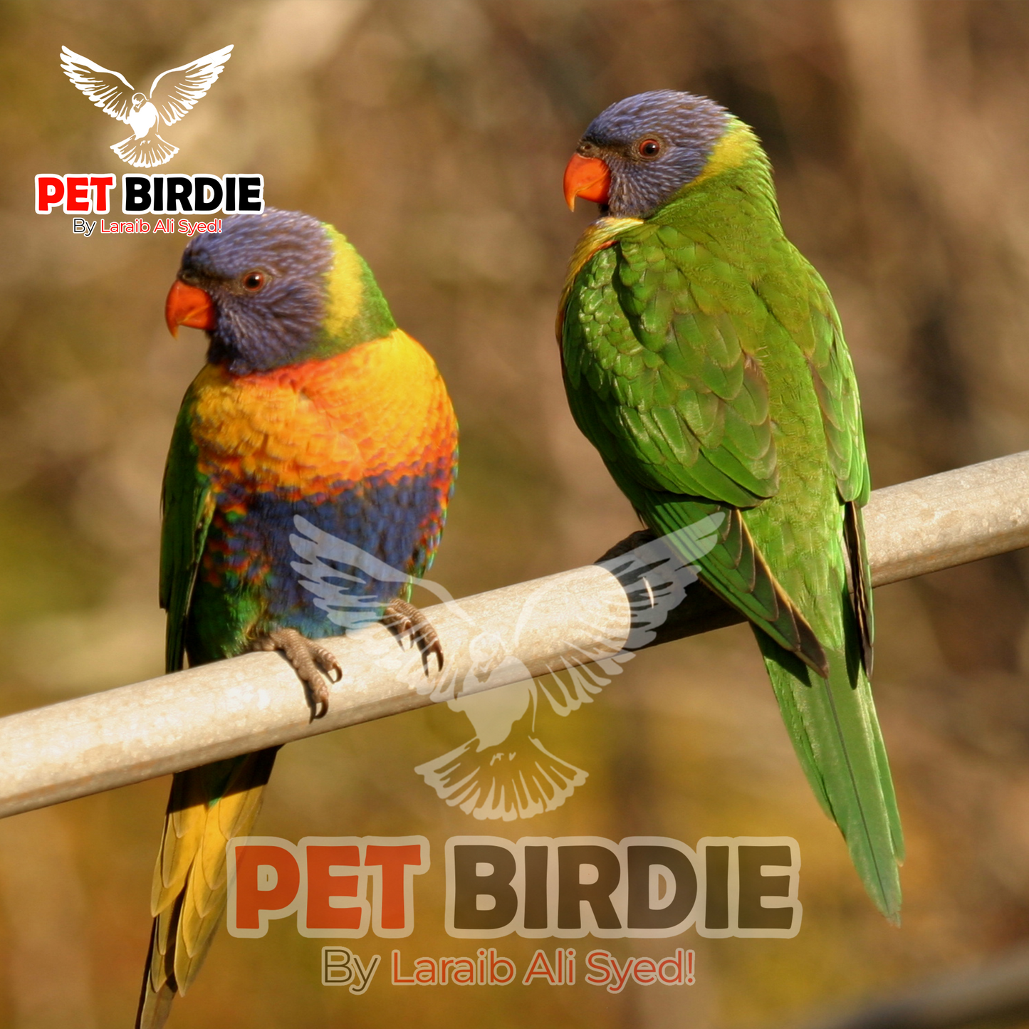 Swainson's Lorikeet pair
