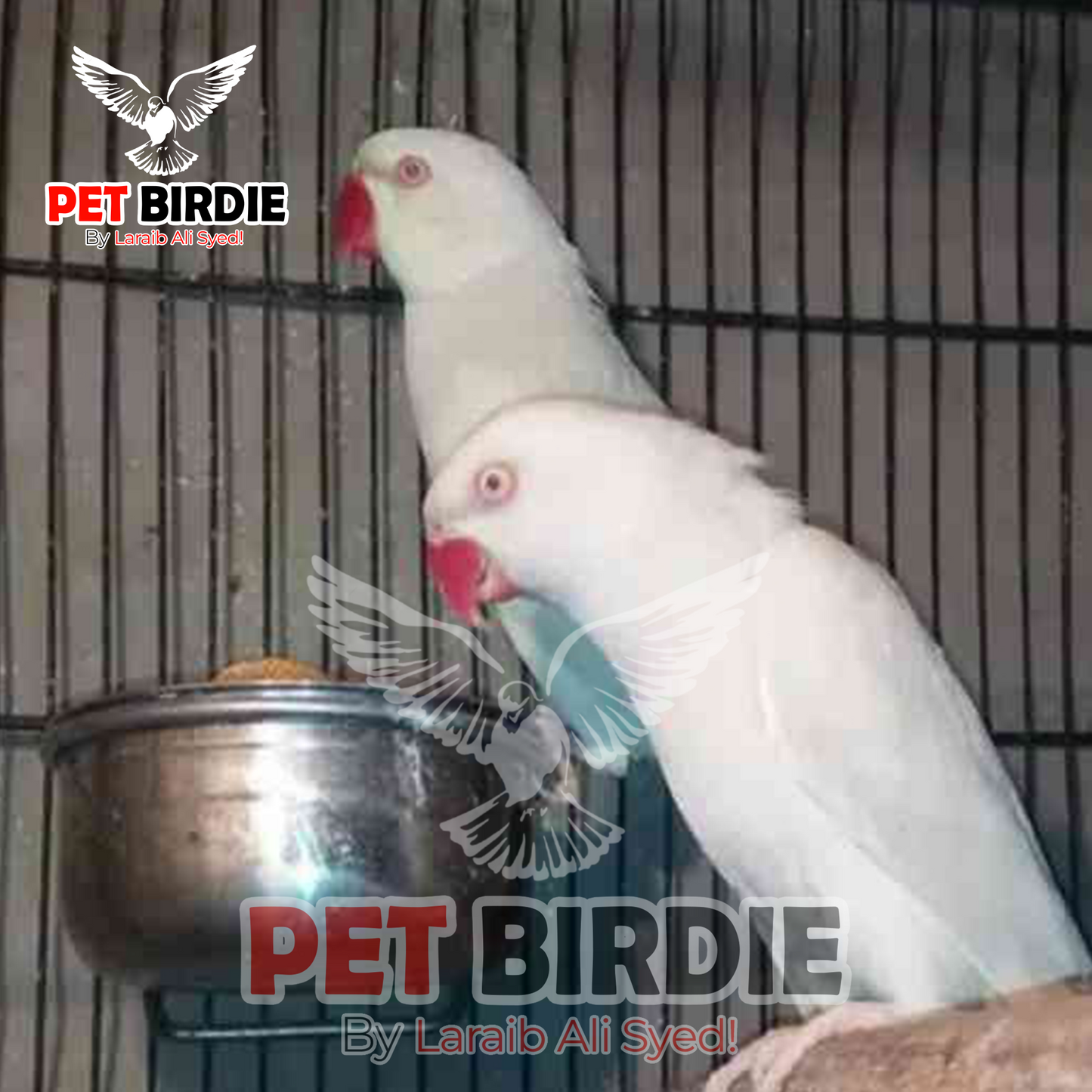 White Ringneck