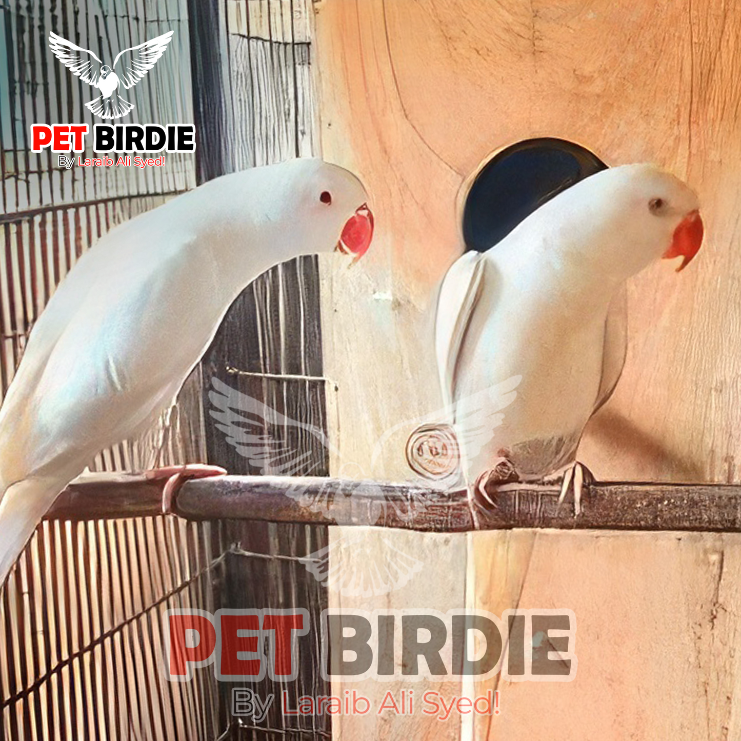 White Ringneck