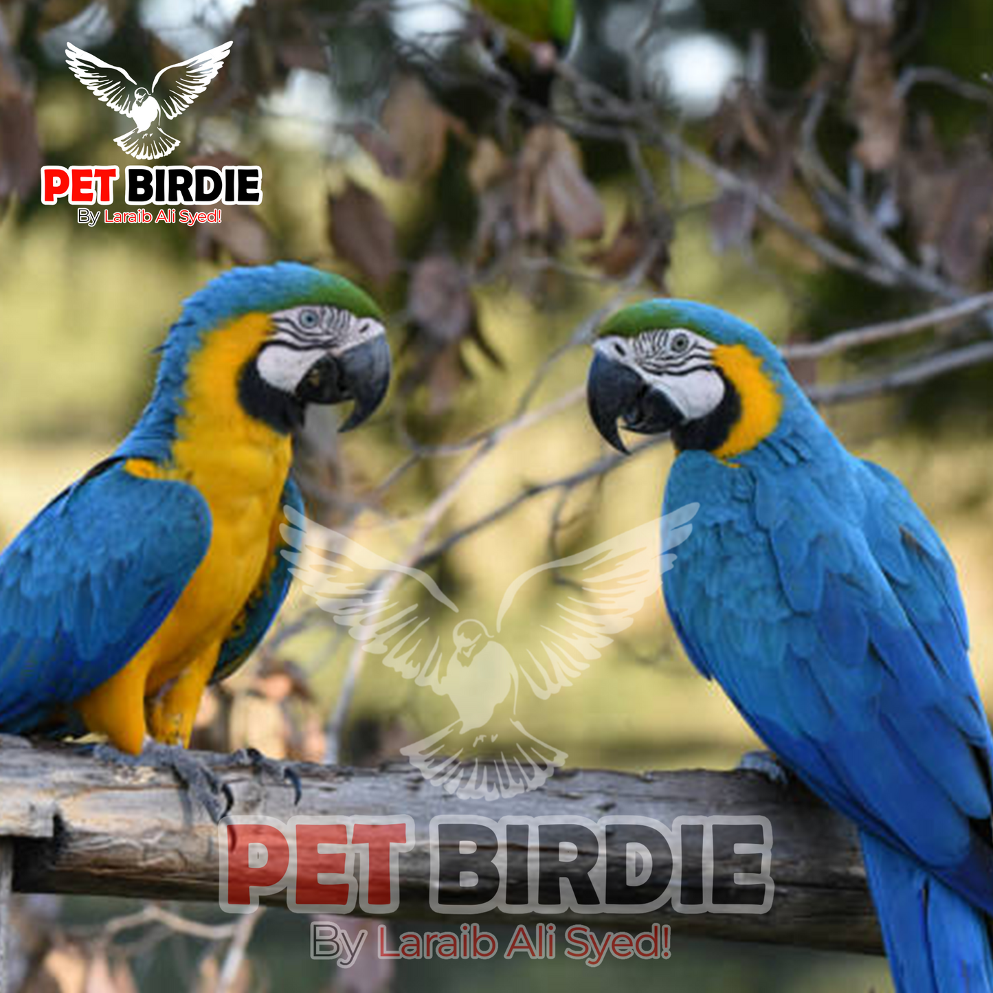 Blue & Gold Macaw