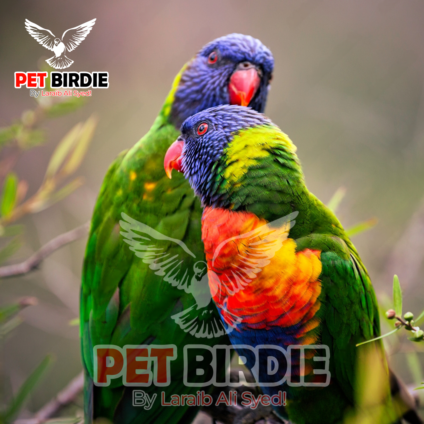Swainson's Lorikeet pair