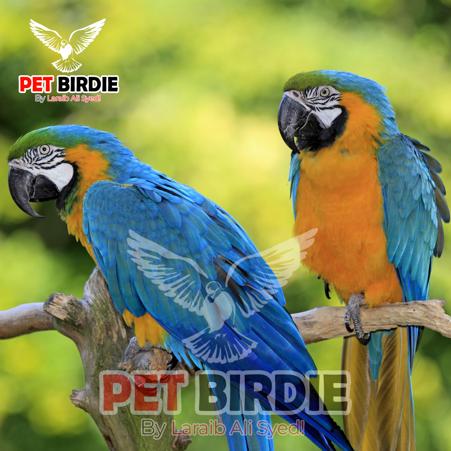 Blue & Gold Macaw