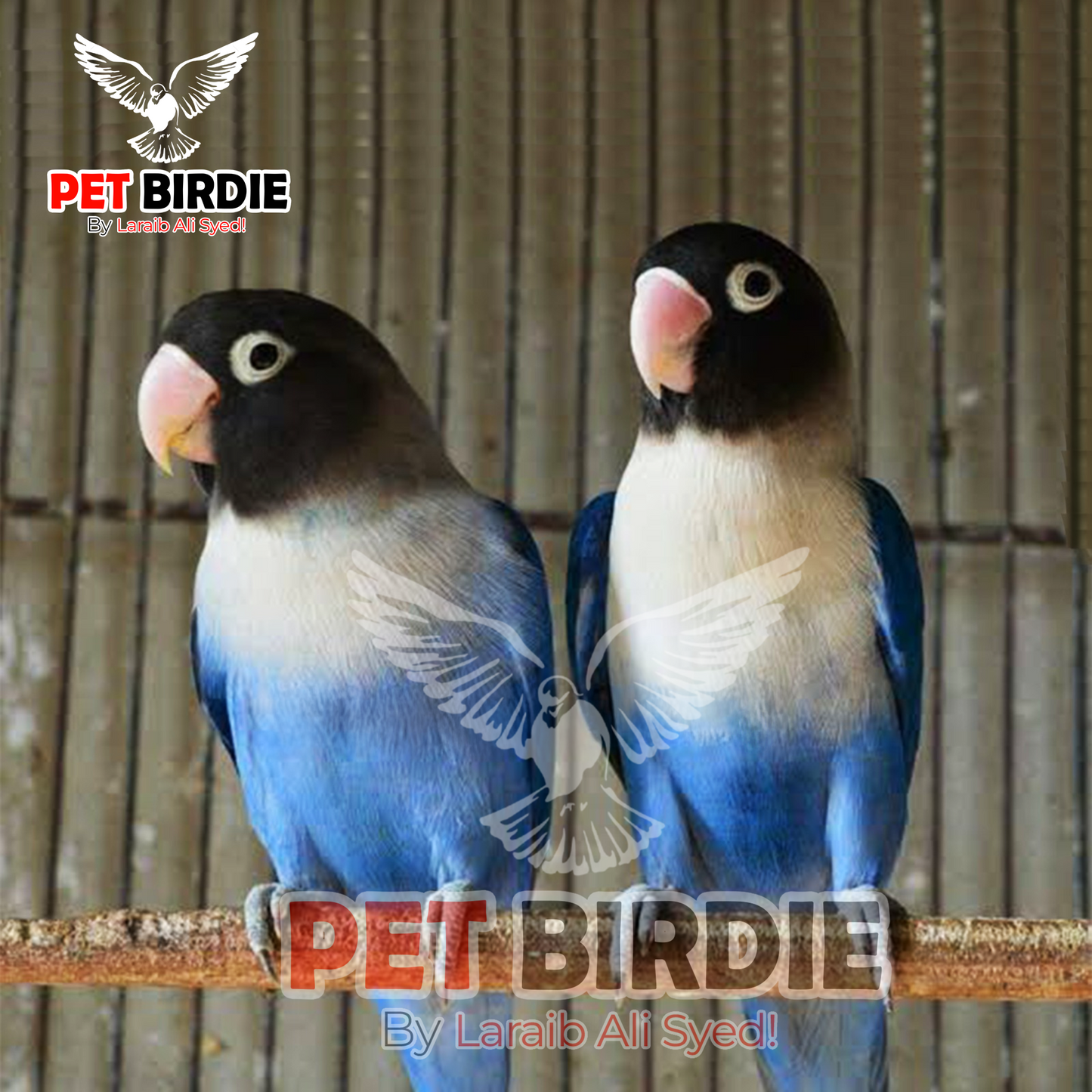 Blue Parsonata Love Bird