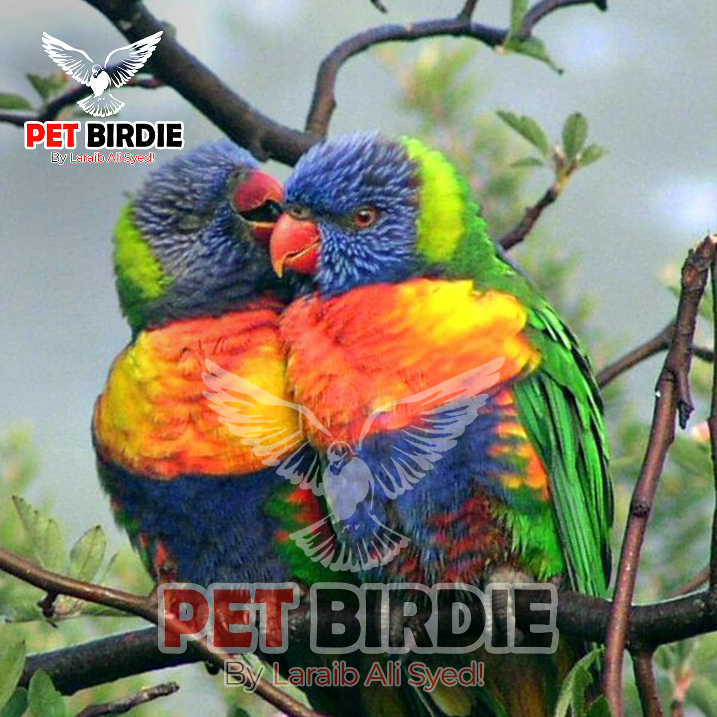 Red-collared Lorikeet pair