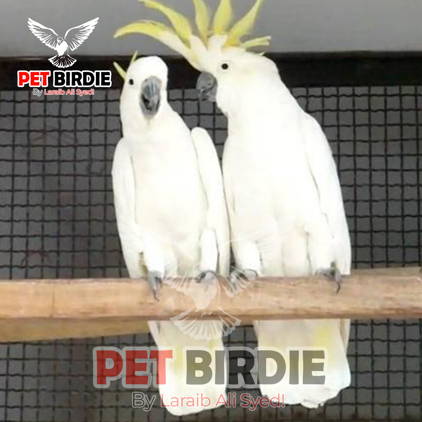 Triton Cockatoo