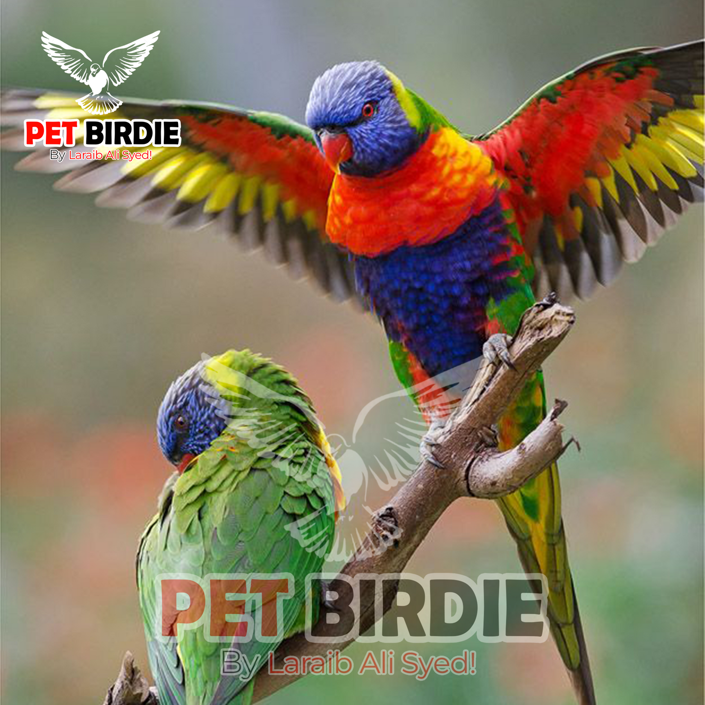 Red-collared Lorikeet pair