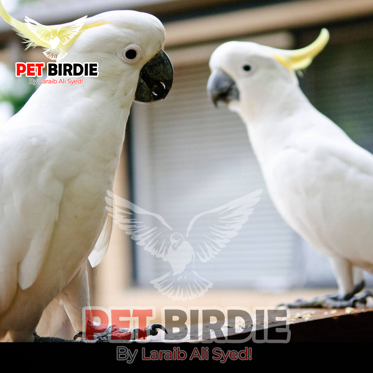 Triton Cockatoo