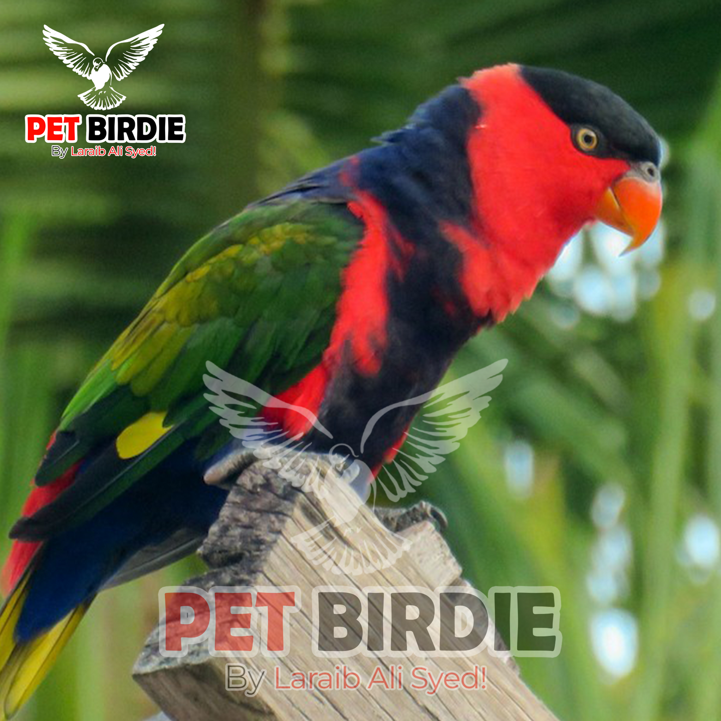 Black-Capped Lory