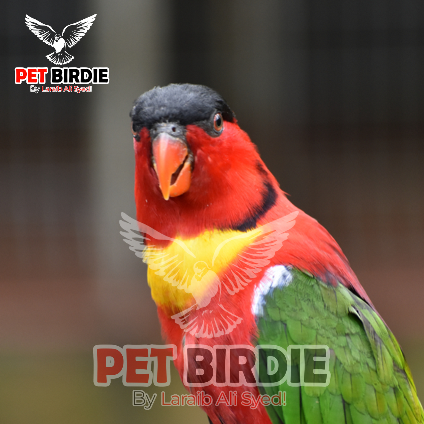 Yellow-bibbed Lory