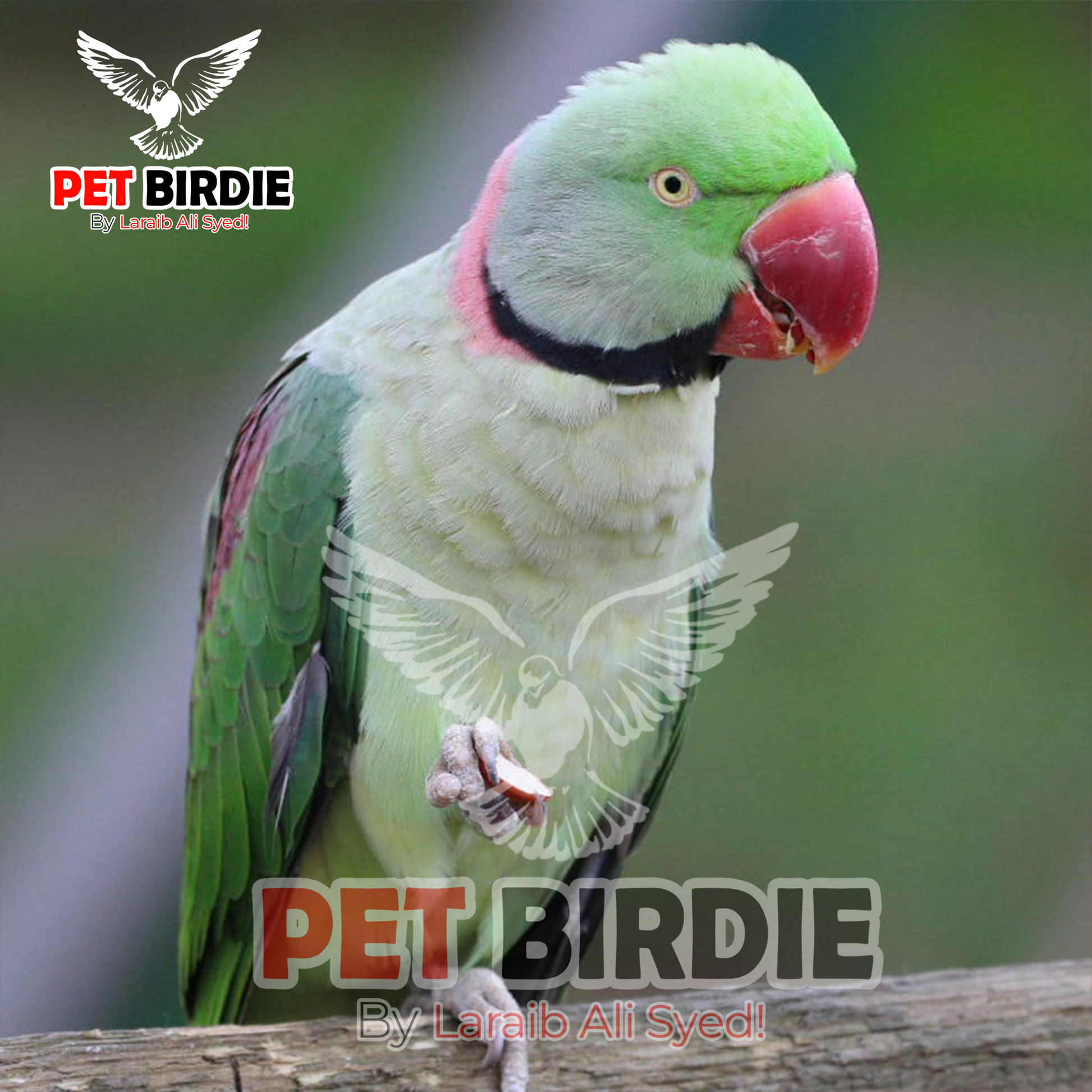 Pet Great Alexander Parrot Raw Alexander – PETBIRDIE