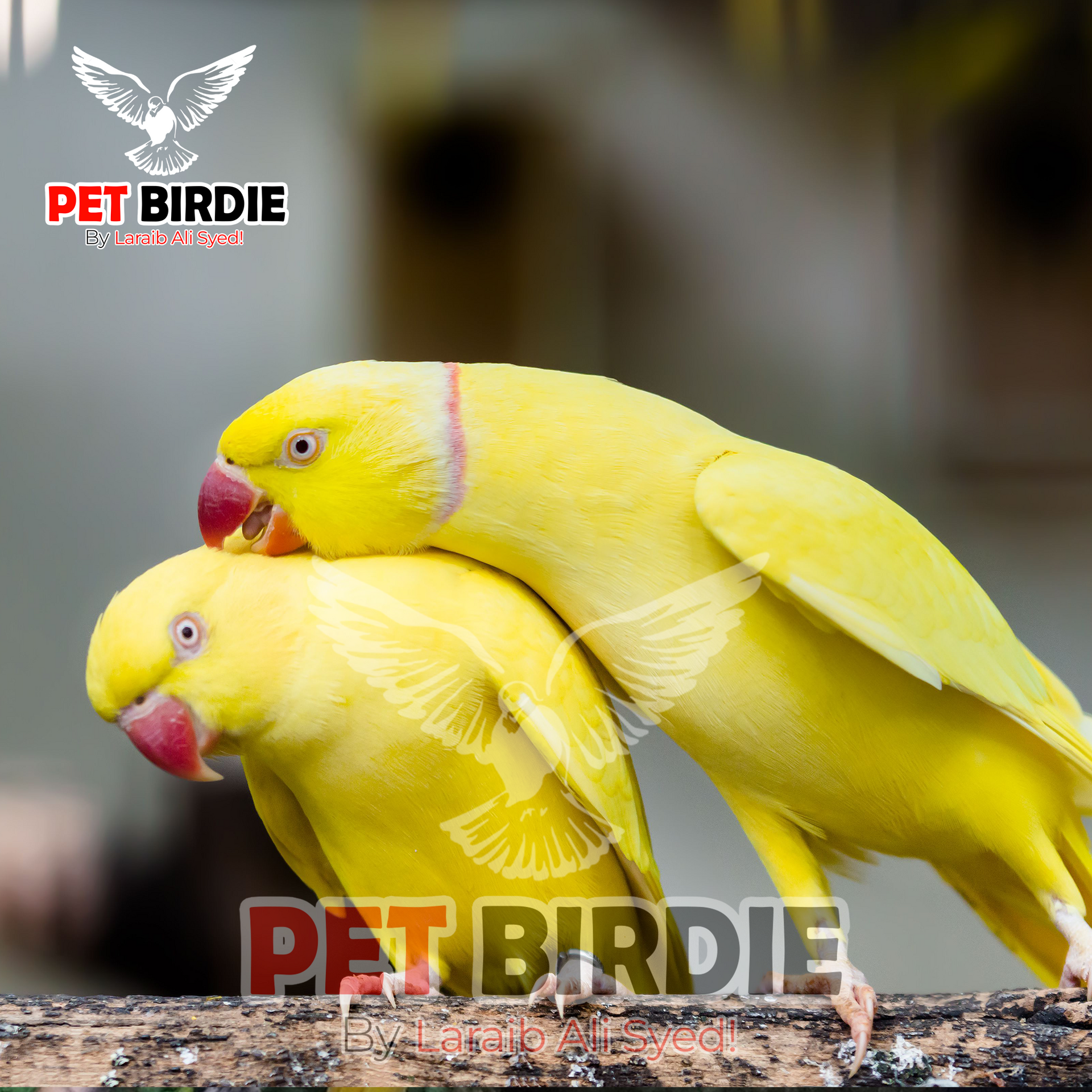 Lutino Yellow Ringneck Parakeet Pair Indian Ring Necked Parakeets