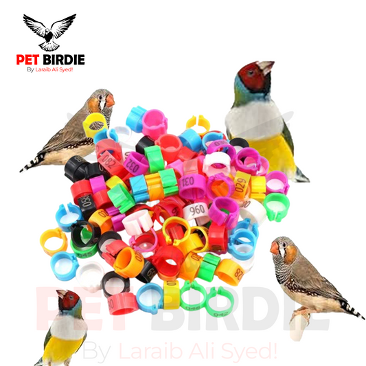 Finches Plastic Cut Rings 50pc multi Colors