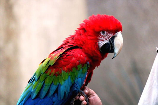 Green Wing macaw